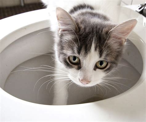 猫 トイレ 置き場所 リビング: なぜ猫はリビングでトイレをするのか？