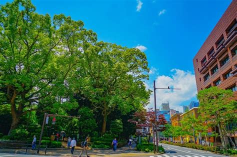 もみの樹・横浜鶴見 - 都市の緑と伝統の交差点