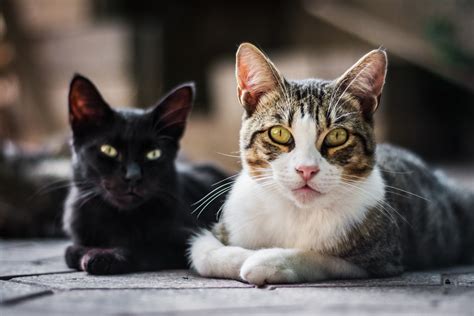  O Retrato de Uma Dama com um Gato - Uma Visão Profunda da Existência Humana Através dos Olhos de Xoanon