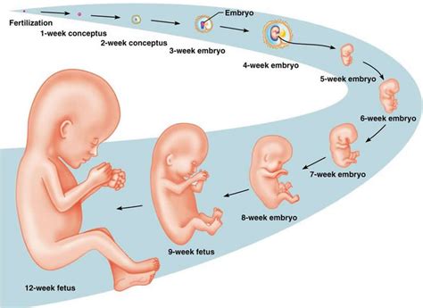 妊娠超初期 知恵袋: 宇宙の始まりと妊娠の不思議な関係